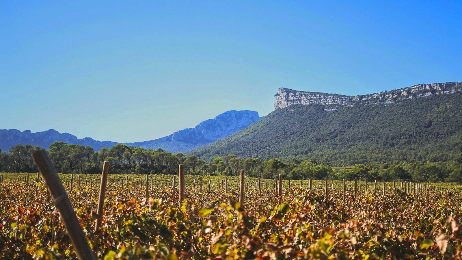 pic-saint-loup